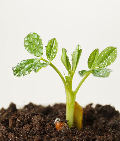 Macro of peanut (Arachis hypogaea) seedling after rain, shallow depth of field (DOF) to focus on water drops on leafの写真素材