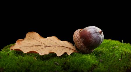 Macro of oak (Quercus) acorn and leaf on moss tussock on forest floor isolated on blackの写真素材