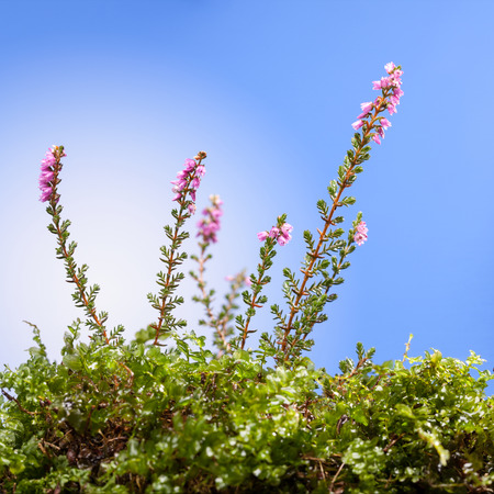 Macro of blossom heather (Calluna vulgaris) or ling twigs on mossy hummock over blue backgroundの写真素材