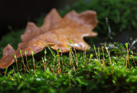 Macro of water drops on green moss over one big oak (Quewrcus) abscessed leaf on forest floor in autumn after the rain 
の写真素材