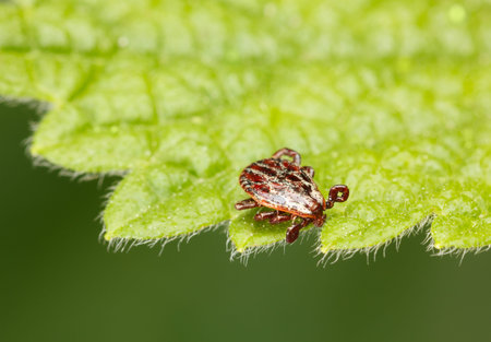 Macro of ornate parasite dangerous bloodsucker tick (Ixodidae, Dermacentor reticulatus) crawling on...
