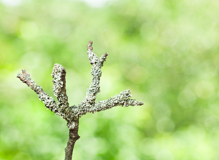 Macro of grey lichen on withered dry branch over green forest backgroundの写真素材