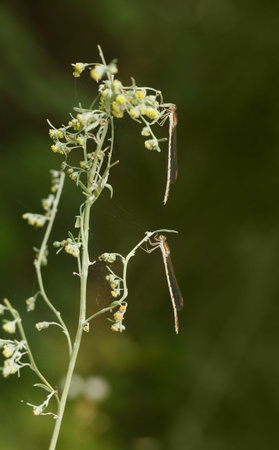 Closeup of two damselfly hooks up on weed grass over meadow background