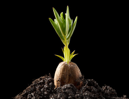 Macro of groundnut (Arachis hypogaea) braird isolated on black background, new life concept