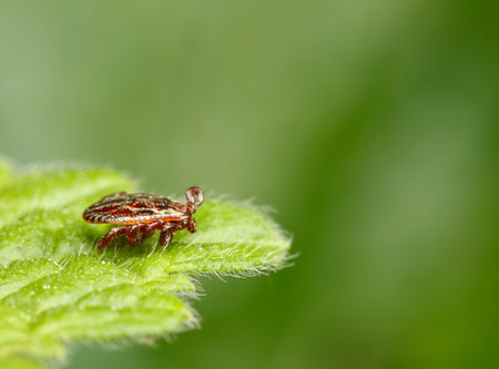 Macro lateral view of disease carrier tick (Ixodidae, Dermacentor reticulatus) waiting for host...