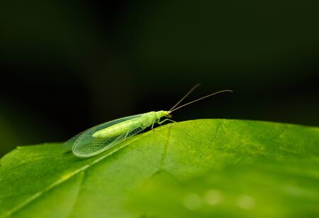 Macro details of Common lacewing (Chrysopa sp.) with  translucent wings on green leaf, low angle view over dark backgroundの写真素材