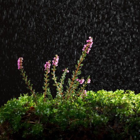 Macro of pink blossom heather (Calluna vulgaris) or erica on green forest floor at rain over dark backgroundの写真素材