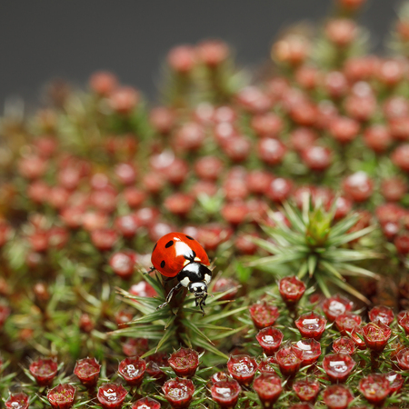 Macro en face of seven-spotted ladybug (Coccinella septempunctata) on haircap moss (Polytrichum piliferum) with red blooming sporophytes, shallow depth-of-fieldの写真素材