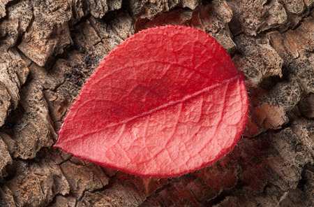 Macro of tiny wilted red leaf of blueberry (Vaccinium uliginosum) in fall over rough weathered woodの写真素材