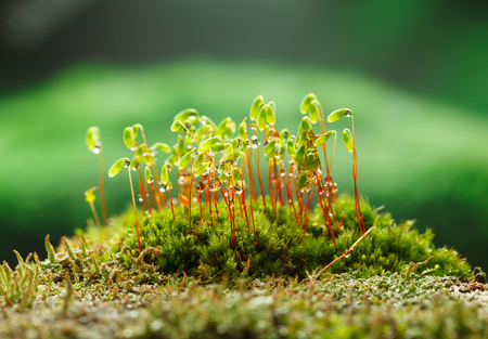 Closeup of moss patch (Pohlia nutans) over green forest floor backgroundの写真素材