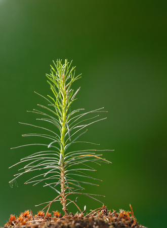 Macro of growing small pine (Pinus) tree sprout over green background, low point of viewの写真素材