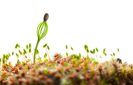 Macro of alone pine tree germinant with seed coat stuck to needls isolated on white backgroundの写真素材