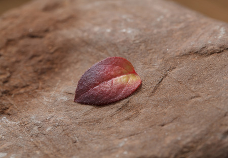 Tiny red blueberry (Vaccinium uliginosum) leaf over rough stone surfaceの写真素材