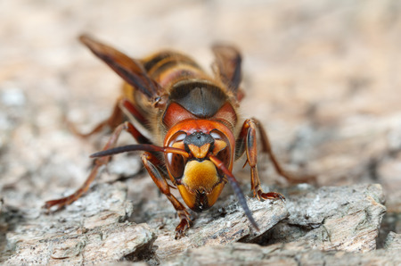 Macro en face view of giant hornet (Vespa crabro) on grey weathered wood surfaceの写真素材