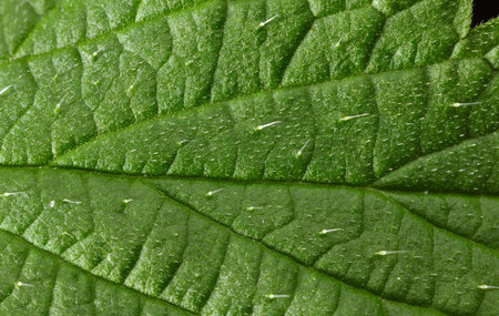 Macro of stinging hairs or defensive trichomes filled with irritants on stinging nettle (Urtica...