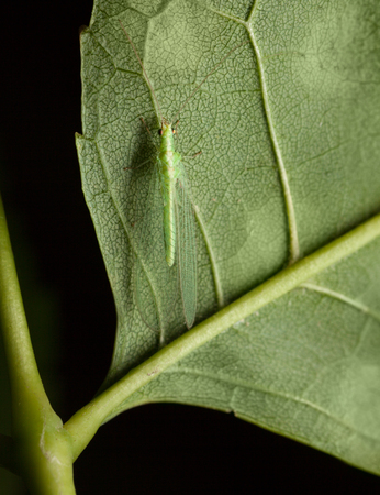 Macro top view of green lacewing (Chrysopidae, Chrysopa sp.) under green leafの写真素材