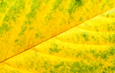 Macro structure of leaf veins on autumn yellow leaf background