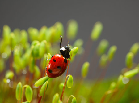Macro of red seven-spotted ladybug (Coccinella septempunctata) on Pohlia nutans moss sporophytes...