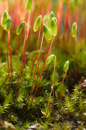 Bryum or pohlia moss (Pohlia nutans) on forest floor 
の写真素材