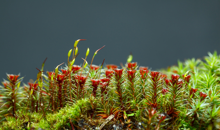 Macro low point of view on blooming haircap moss (Polytrichum commune) with red sporophytes ant seta
の写真素材
