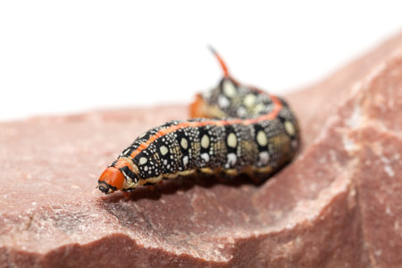 Macro of spurge hawk-moth caterpillar (Hyles euphorbiae) on red stone isolated on whiteの写真素材