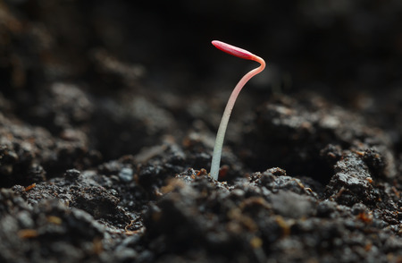 Extreme macro of growing seedling on organic soil with first leaves, new life concept
の写真素材