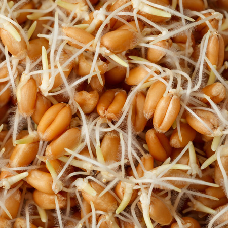 Macro top view of sprouted wheat grains with young roots for healthy vegan meal
の写真素材