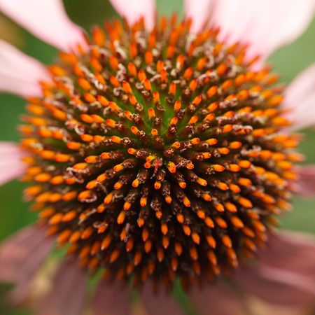 Top view on center flower head of Echinacea purpurea (Purple Coneflower or Hedgehog Coneflower)
の写真素材