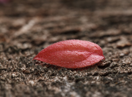 Tiny red abscissed leaf of whortleberry (Vaccinium uliginosum) in fall on rough weathered wood
の写真素材