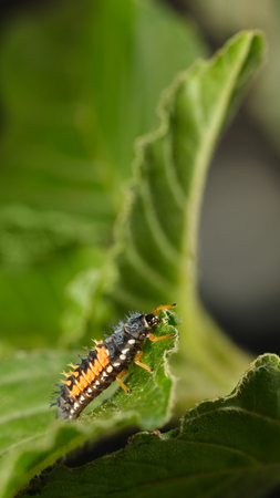 Macro of ladybird (Coccinella septempunctata) larva climbing on green leaf, vertical
の写真素材