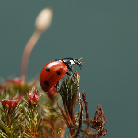 Side view of seven-spotted ladybird rests on mossy forest floor with blooming Haircap moss (Polytrichum piliferum)の写真素材