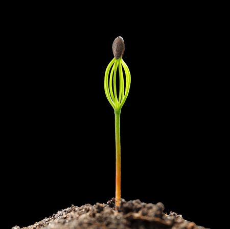 Macro o f tiny growing pine seedling with "helmet head" - seed coat stuck to leaves. Isolated on black backgroundの写真素材