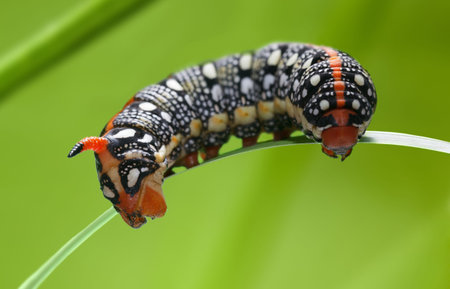 Macro of hornworm caterpillar (Hyles euphorbiae) on green grass blade demonstrate false head with...