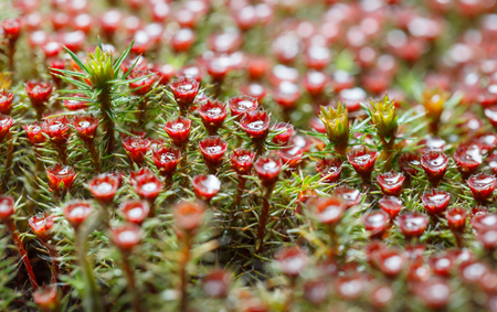 Macro of blooming moss (Polytrichum commune) with red sporophytesの写真素材