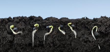 In field sectional view of sweet basil seeds (Ocimum basilicum) in soil with first roots and...