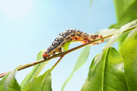Macro of spurge hawk-moth caterpillar (Hyles euphorbiae) with red horn crawling on tree brunch with green leaves over blue sky backgroundの写真素材