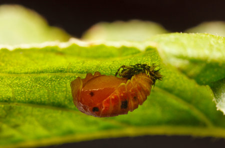 Macro of ladybird red pupa (Coccinella septempunctata) attached under green leaf and going to...