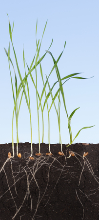 Closeup full length sectional view of wheat sprouts in soil over blue sky background - roots,  grains and bladesの写真素材