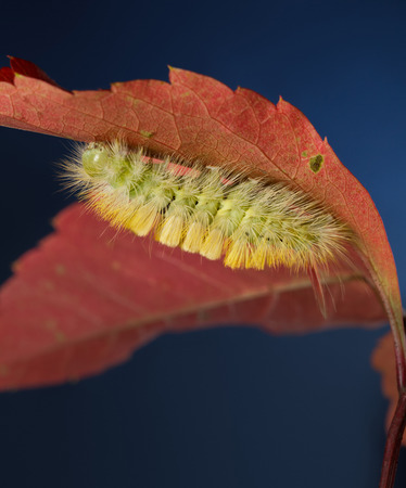 Low point of view on big yellow hairy caterpillar (Calliteara pudibunda) crawling under red leaf at autumnの写真素材