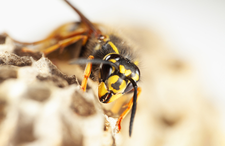 Macro front view of paper wasp resting on wasp nest in vespiaryの写真素材