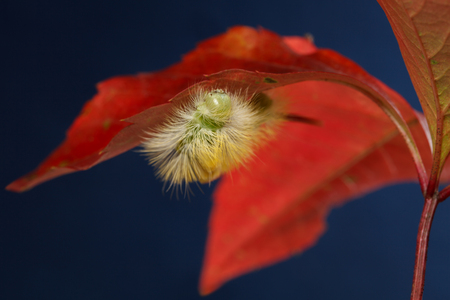 Macro of big yellow hairy caterpillar (Calliteara pudibunda) under red leaf at autumn over dark blue backgroundの写真素材
