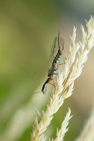 Side view of snakefly insect female (Raphidia sp.) sitting head over heels on wild dry grass  over green meadow background
の写真素材