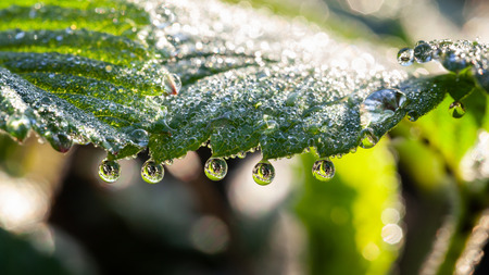Side view of early morning dew drips on strawberry green leafの写真素材
