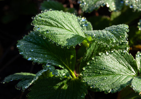 Closeup of strawberry plant covered by night dew dropsの写真素材