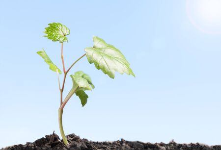 Macro low angle view of young grape plantlet over blue sky background at sunny day, flare lighting effectの写真素材