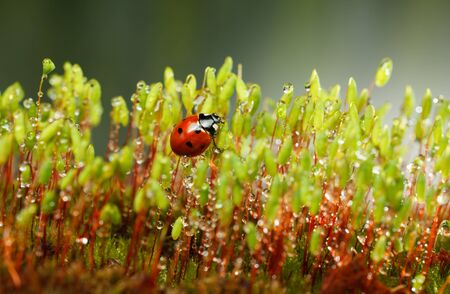 Pohlia nutans  moss with red sporophytes stalks and seven-spotted ladybug after the rainの写真素材