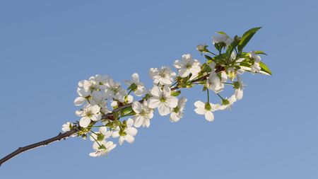 Closeup of blooming cherry twig full of white flowers over blue sky background at springの写真素材