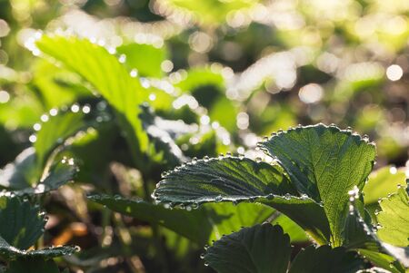 Closeup of strawberry plant with dew drops on leaves edges at early morningの写真素材