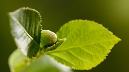 Macro front view of big green caterpillar in the middle of the leaves on tree
の写真素材