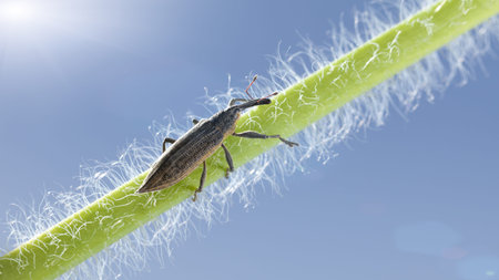 Macro of weevil beetle (Lixus iridis) on grass hairy twig over blue sky background at sunny day,...